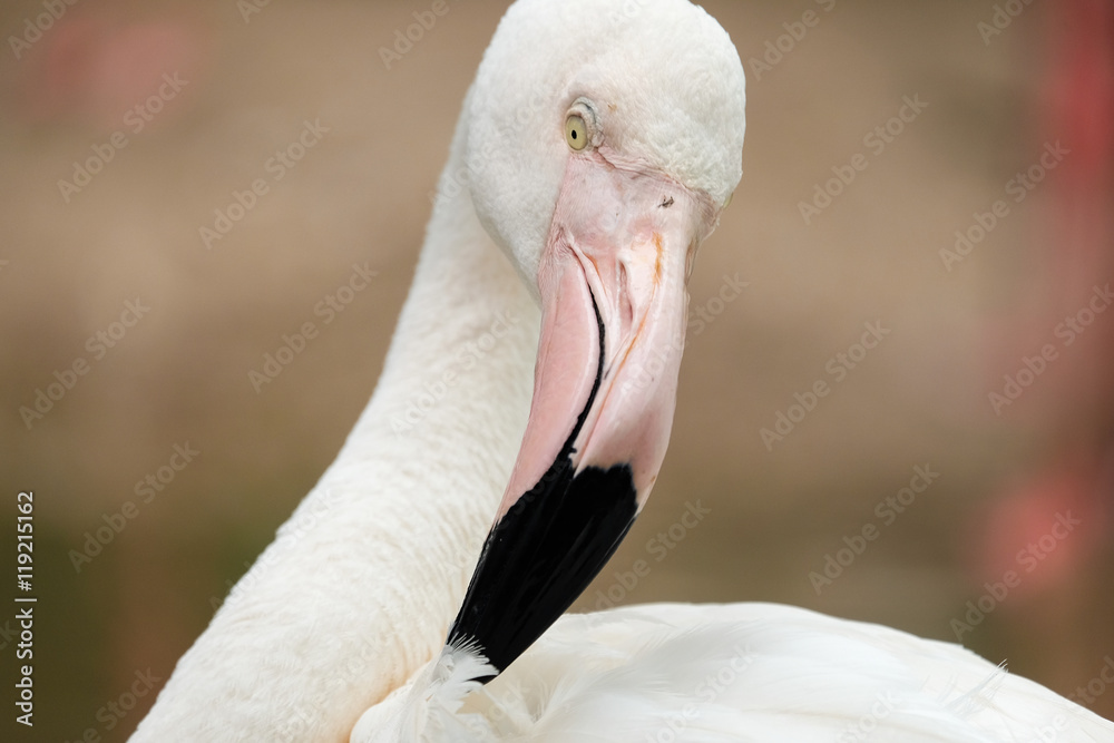 Fototapeta premium Beautiful pink big bird Greater Flamingo - Soft Focus