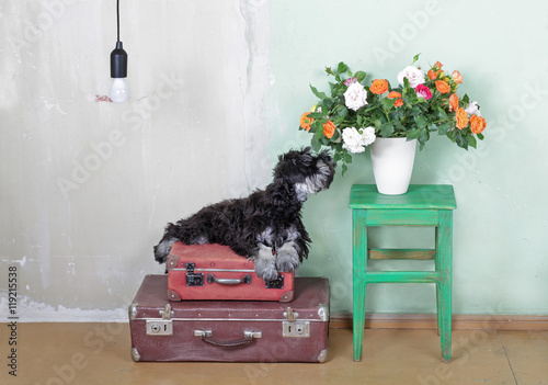 Miniature Schnauzer puppy sitting on suitcases and  smelling the photo