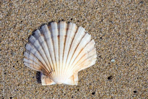 Beautiful sea shell on sand