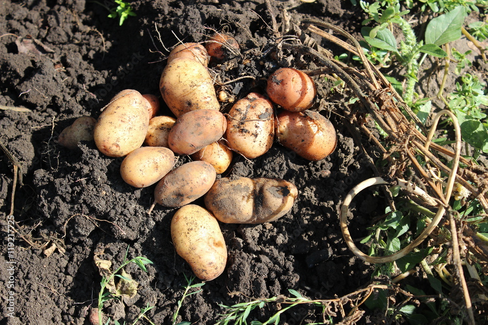 Potatoes on the ground Potatoes on the ground