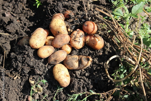 Potatoes on the ground