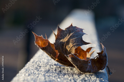 ein winterliches Herbstblatt bedeckt mit Frost und Raureif