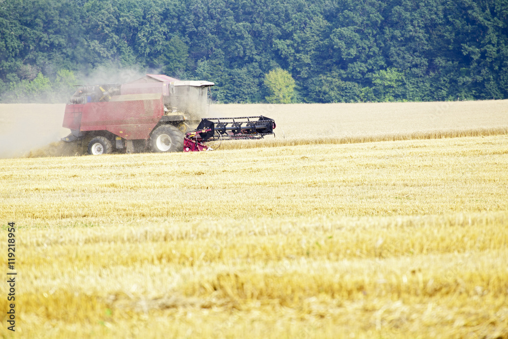 Obraz premium Harvester machine working to harvest wheat field . Combine harvester