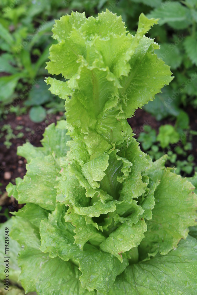 Lettuce or salad - flowering plants related Astra Lettuce or salad - flowering plants related Astra