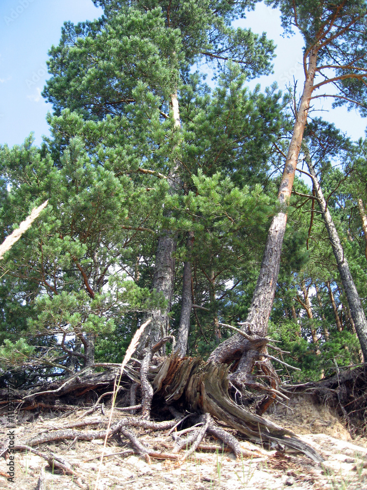 Pine trees roots out of soil on sea coast sand dunes