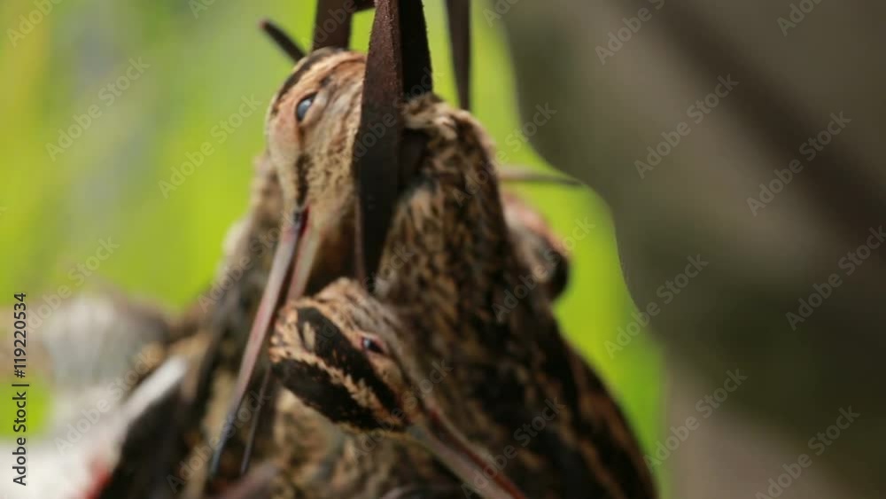 Bird, snipe Hunting trophy Bird, snipe Hunting trophy