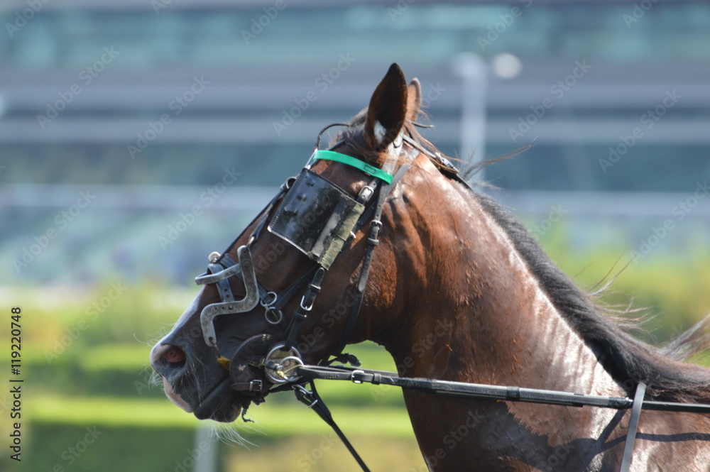 Obraz premium trotteur