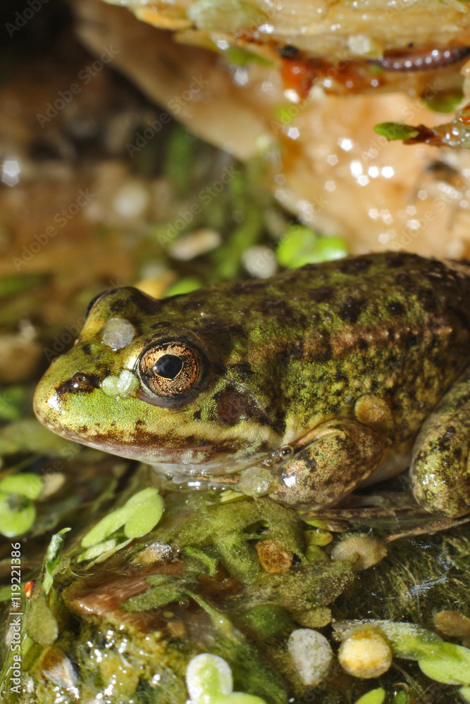 Obraz premium Frog in a pond