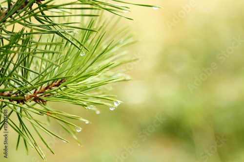 Pine needles with morning dew drops 