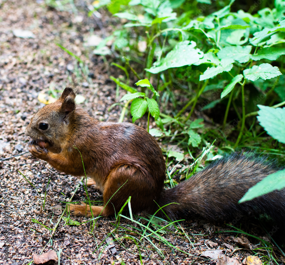Red squirrel. Eaten squirrel in a grass. Small ginger squirrel Red squirrel. Eaten squirrel in a grass. Small ginger squirrel