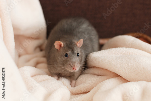 Saint-Petersburg, Russia - April 13, 2016: a big fatty gray pet rat with standard ears and hair sits on the beige fluffy blanket on the couch.