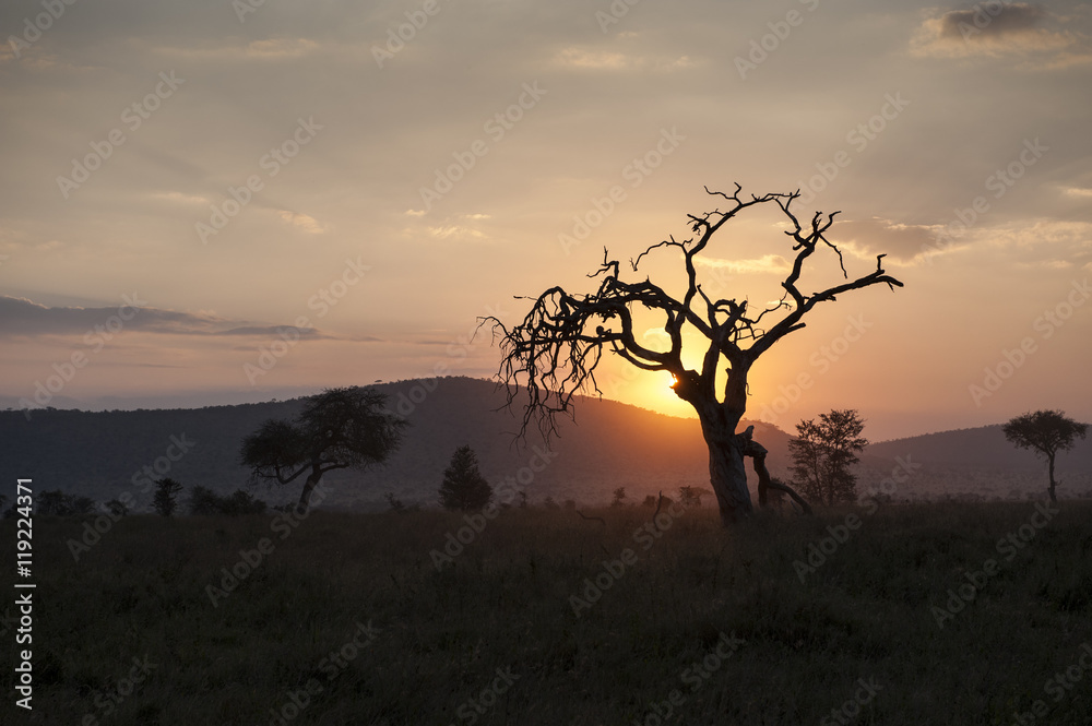 Fototapeta premium Acacia Tree at Sunset, Tarangire, Tanzania