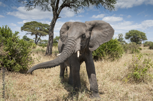 Photography Charging Elephant