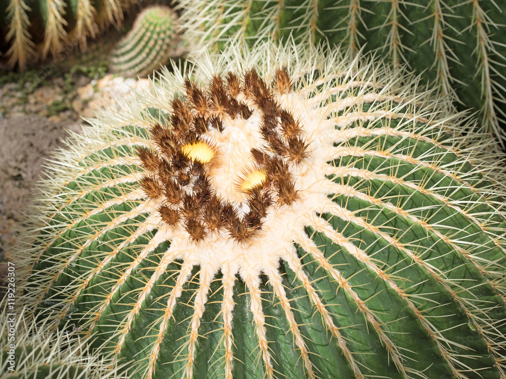Goldkugelkaktus, Echinocactus grusonii Goldkugelkaktus, Echinocactus grusonii