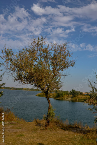 tree growing on the shore of the lake