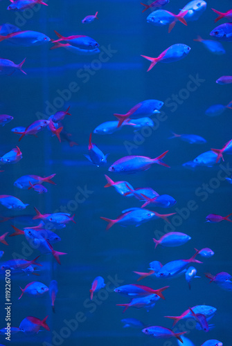 Shoal of fish fishes red-tail in blue light.
