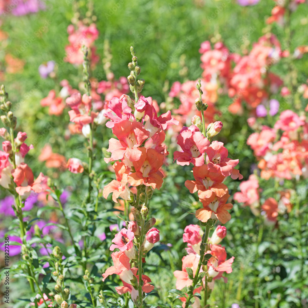 Löwenmaul, Antirrhinum majus