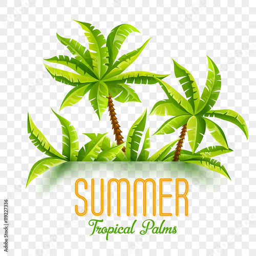 Summer coconut palms vector illustration jungle forest tropical