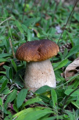 mushroom fungi poland