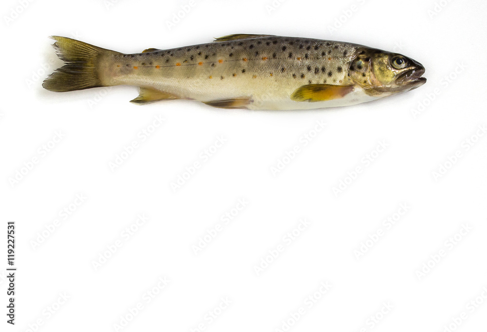 Raw trout on a white background Raw trout on a white background