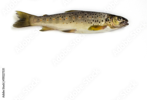 Raw trout on a white background