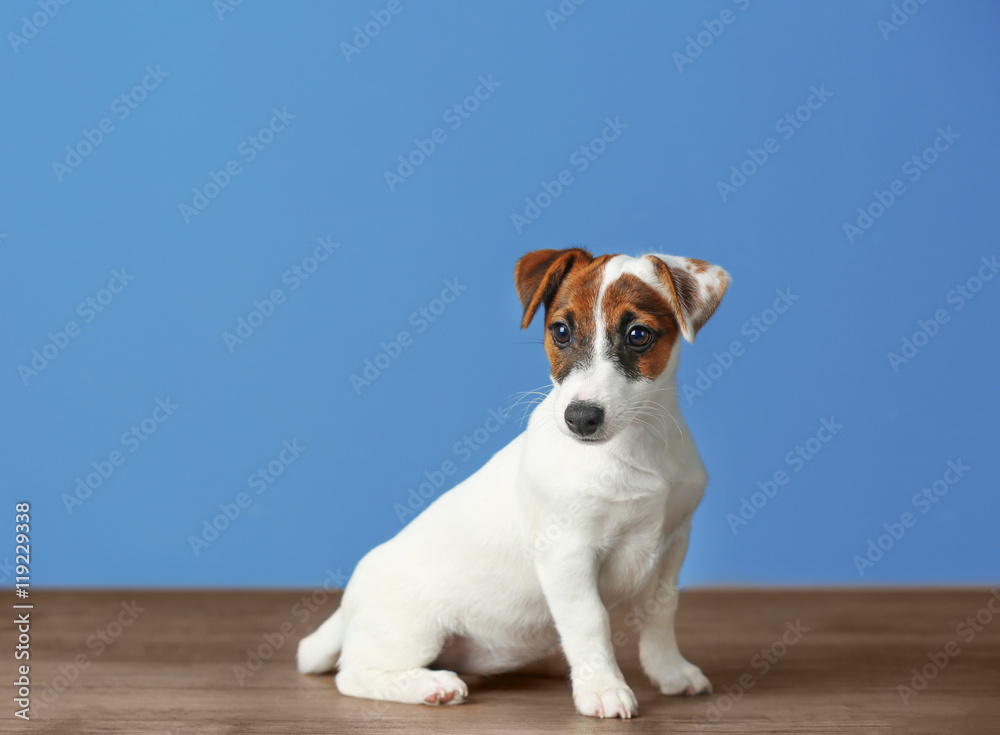 Jack Russell terrier on blue background