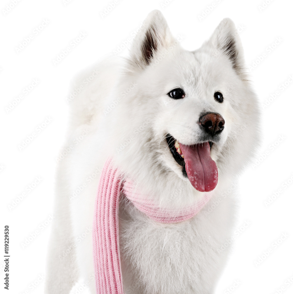 Fluffy samoyed dog wearing pink scarf isolated on white