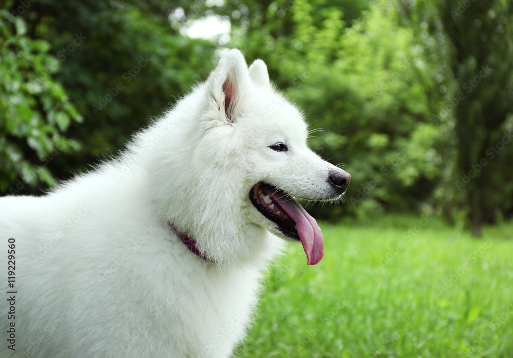 Obraz premium Fluffy samoyed dog in green park