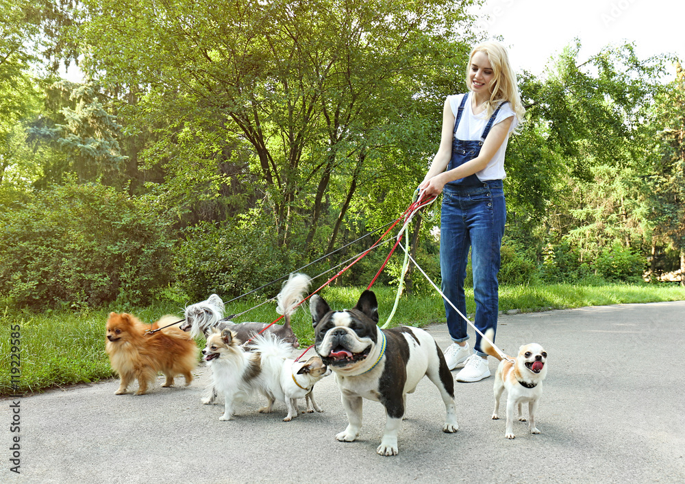 Woman walking dogs in park
