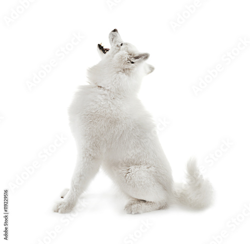 Fluffy samoyed dog isolated on white