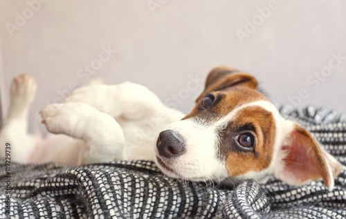 Foto Cute small dog Jack Russell terrier on couch