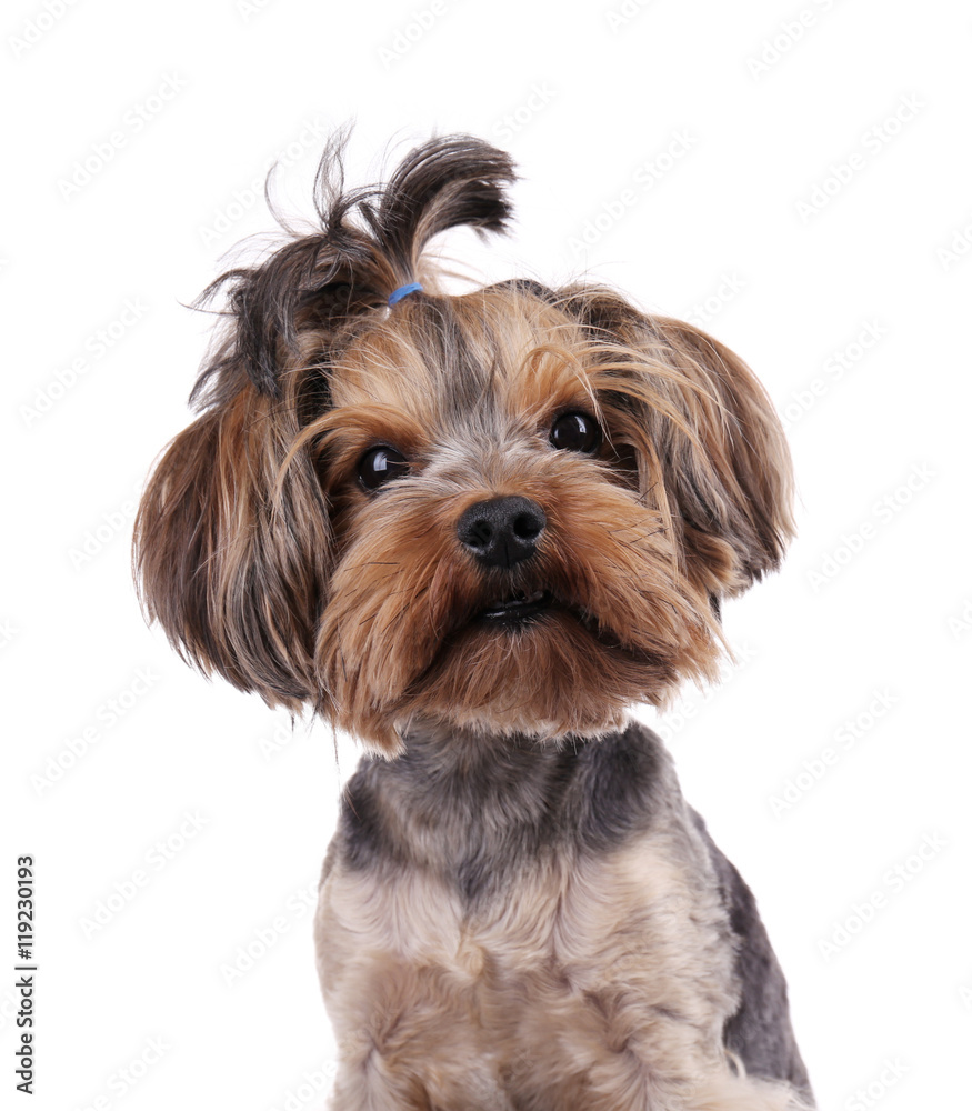 Little funny dog isolated on white
