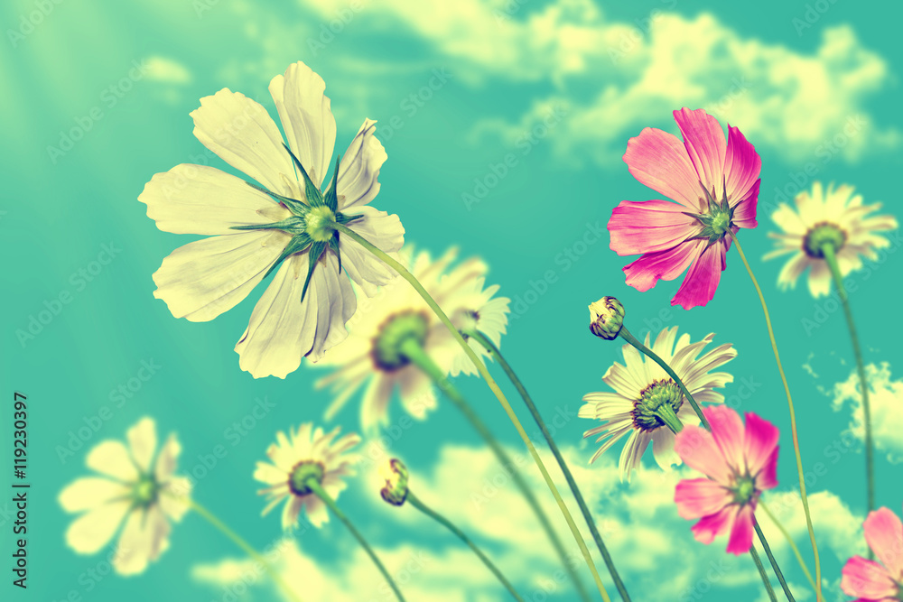 daisy flowers on blue sky background - obrazy, fototapety, plakaty 