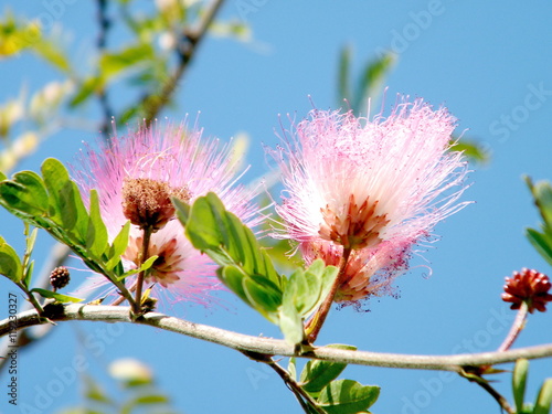 Neve Monosson Calliandra 2011 photo