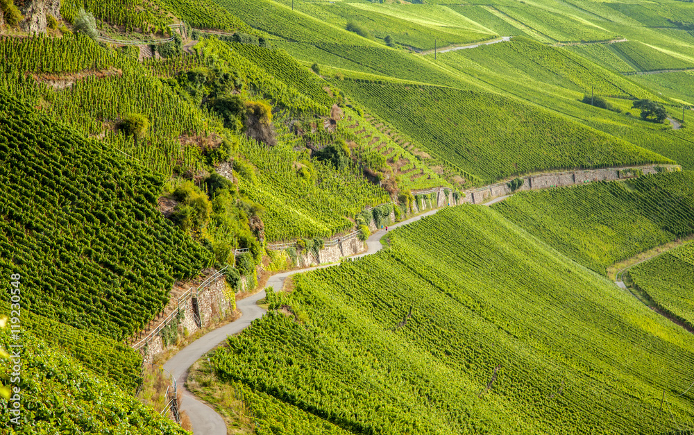 view on Moselle vineyards  in Germany Piesport