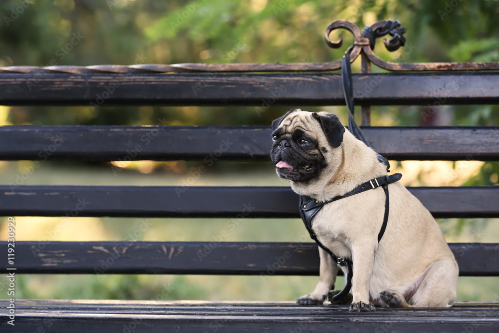 Obraz premium Pug dog sitting on a bench