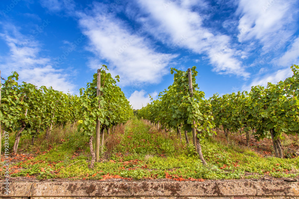  vineyards landscape in Germany moselle Piesport