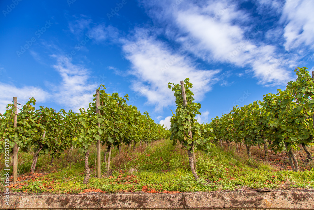  vineyards landscape in Germany moselle Piesport