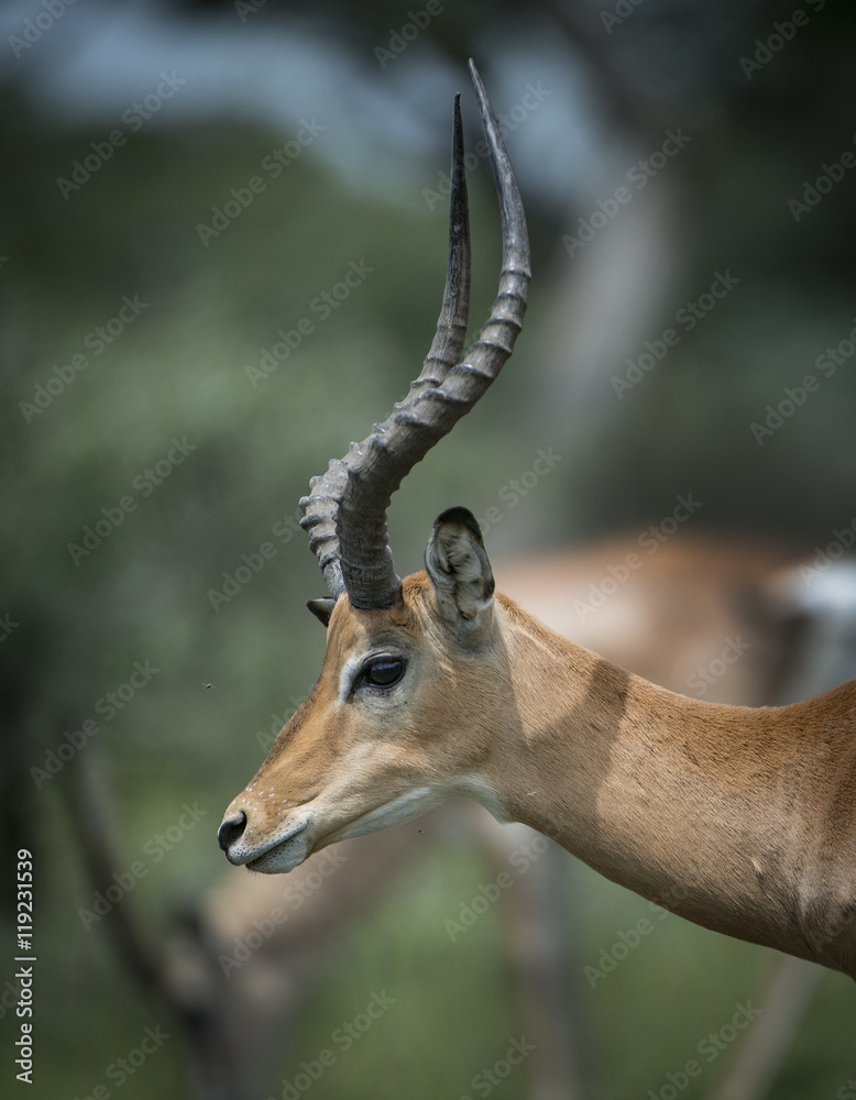 Fototapeta premium Impala Portrait