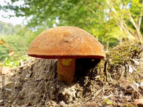 Neoboletus mushroom (Boletus luridiformis) in deciduous forest in wild nature
