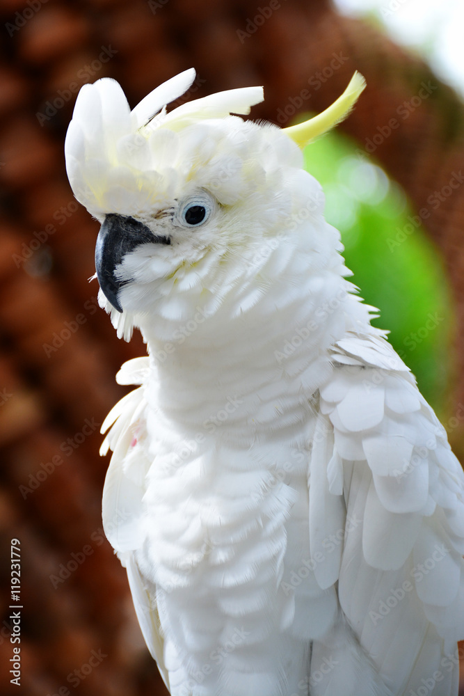 White Cockatoo, ulphur-crested Cockatoo (Cacatua galerita)