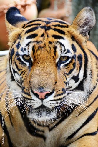 Tiger face.