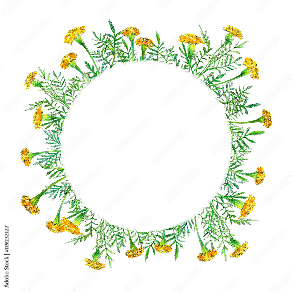 Garland with marigolds flowers.Floral wreath.Herbal circle frame.Watercolor hand drawn illustration.
