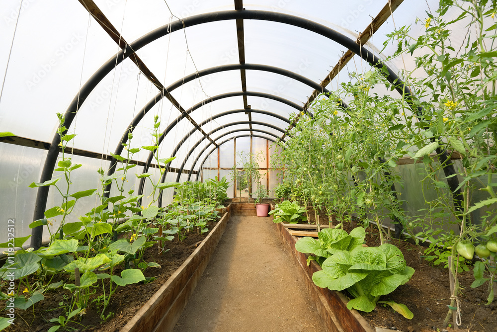 Organic vegetables in greenhouse interior