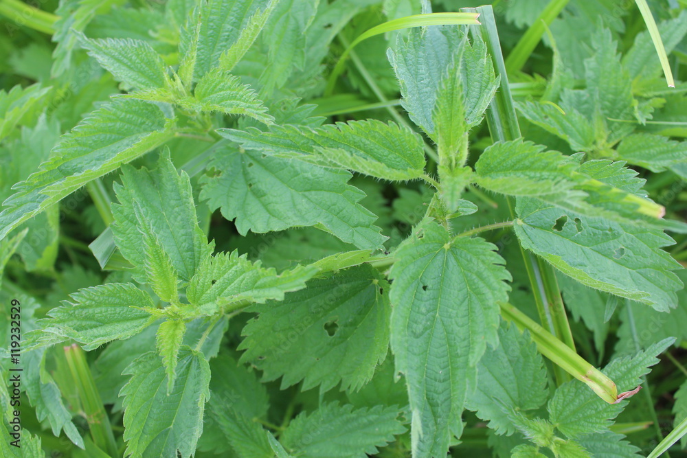 green nettle bush green nettle bush