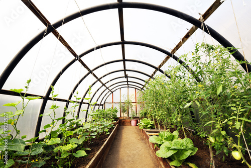 Fototapete Organic vegetables in greenhouse interior