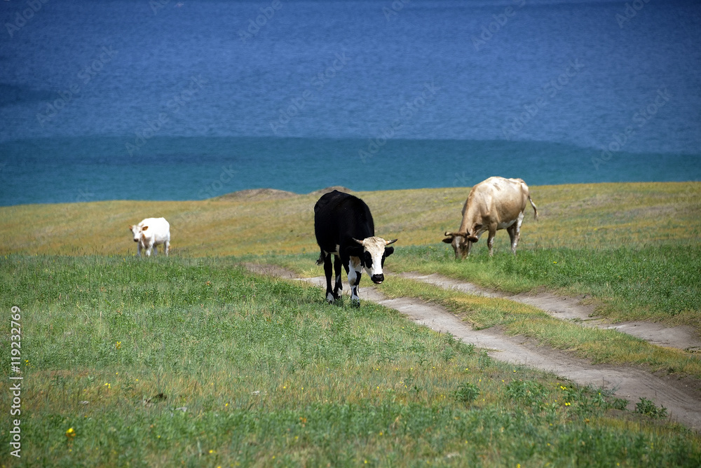 Fototapeta premium Cows on the shore of Baikal Lake, Russian Federation