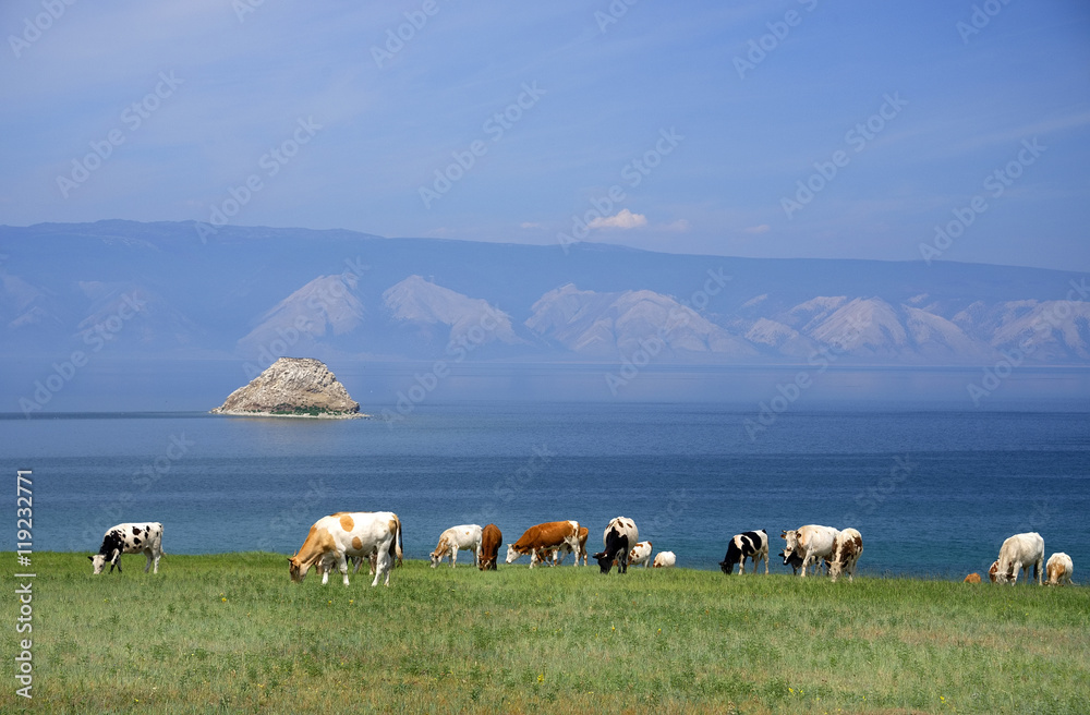 Obraz premium Cows on the shore of Baikal Lake, Russian Federation