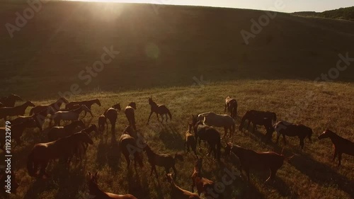 Herd of horses is galloping. Grassy hill and sun. Never late to change direction. Trust your instincts. photo