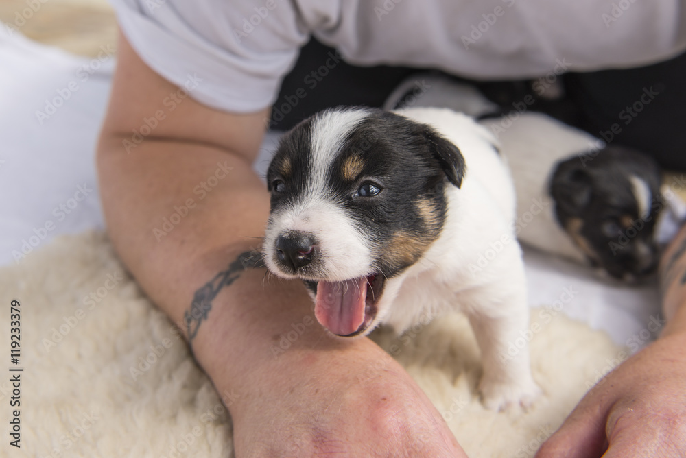 Jack Russell puppies 20 days old Jack Russell puppies 20 days old